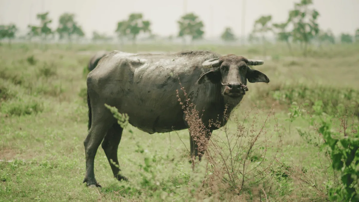 viral-video-men-fight-with-lathis-over-buffalo-trespassing-in-other-area-in-haridwar